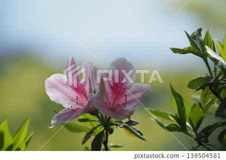 杜鵑花桃紅色花 杜鵑花桃紅色花 139504581