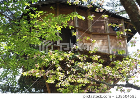 Cherry blossoms and a treehouse Cherry blossoms and a treehouse 139504585
