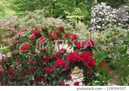 Red rhododendron flower Red rhododendron flower 139504587