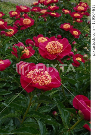 Peony flower "Future" Peony flower "Future" 139504615