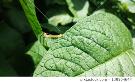 Observation photograph of inchworm larvae attached to potato leaves. 139504644