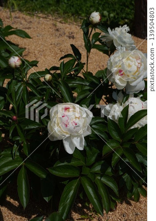 Peony flower "Freezing Point" - May 2026 139504803