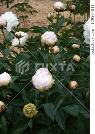 牡丹花「冰點」 - 2026年5月 牡丹花「冰點」 - 2026年5月 139504811