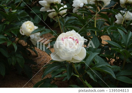 Peony flower "Freezing Point" - May 2026 Peony flower "Freezing Point" - May 2026 139504813