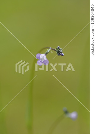 Small purple flowers Small purple flowers 139504849