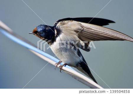 swallow / Japan swallow / Japan 139504858