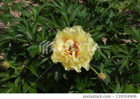Peony flower "Golden Tower" - May 2026 Peony flower "Golden Tower" - May 2026 139504906