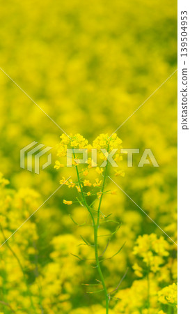 Rape blossoms blooming in Miharashi no Sato, Hitachi Seaside Park (Hitachinaka City, Ibaraki Prefecture) Rape blossoms blooming in Miharashi no Sato, Hitachi Seaside Park (Hitachinaka City, Ibaraki Prefecture) 139504953