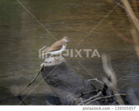 Common Sandpiper on the shore Common Sandpiper on the shore 139505057