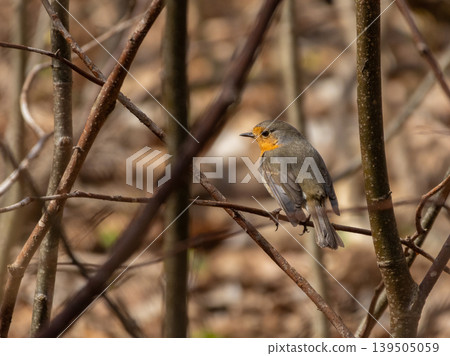 Robin redbrest bird perched in sunlight Robin redbrest bird perched in sunlight 139505059