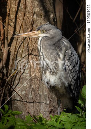 Grey Heron - Ardea cinerea Grey Heron - Ardea cinerea 139505061