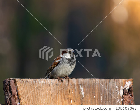 A closeup shot of a common sparrow 139505063