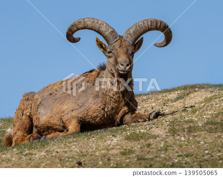 The East Caucasian tur or Daghestan tur 139505065