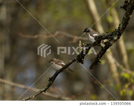 Pied Flycatcher pair on branch Pied Flycatcher pair on branch 139505066
