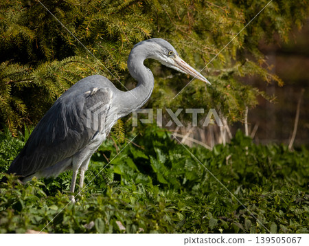 Grey Heron - Ardea cinerea Grey Heron - Ardea cinerea 139505067