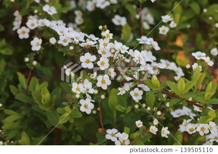 Small white spiracle flowers blooming in a spring garden Small white spiracle flowers blooming in a spring garden 139505110