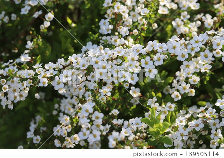 Small white spiracle flowers blooming in a spring garden Small white spiracle flowers blooming in a spring garden 139505114
