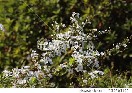 Small white spiracle flowers blooming in a spring garden Small white spiracle flowers blooming in a spring garden 139505115