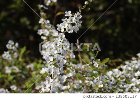 Small white spiracle flowers blooming in a spring garden Small white spiracle flowers blooming in a spring garden 139505117