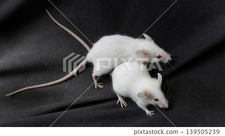 White albino mouse (Mus musculus) posing on a rock with black background. 139505239