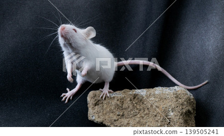 White albino mouse (Mus musculus) posing on a rock with black background. White albino mouse (Mus musculus) posing on a rock with black background. 139505241