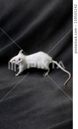 White albino mouse (Mus musculus) posing on a rock with black background. White albino mouse (Mus musculus) posing on a rock with black background. 139505242
