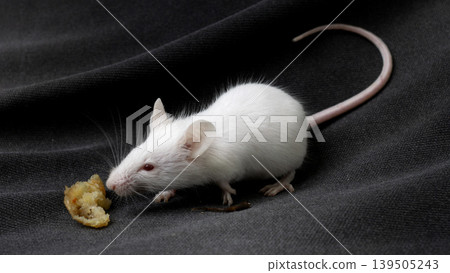 White albino mouse (Mus musculus) posing on a rock with black background. 139505243