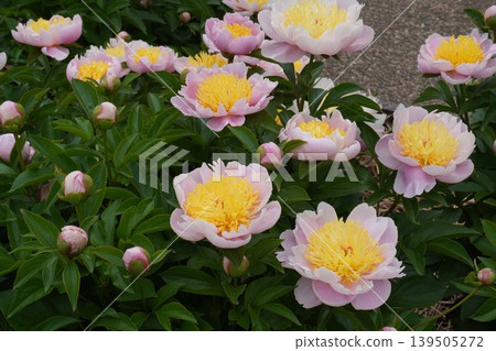 Peony flowers in "Cherry Blossom Garden" May 2026 Peony flowers in "Cherry Blossom Garden" May 2026 139505272