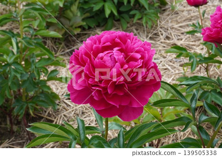 Peony flower "Kojima no Kagayaki" - May 2026 Peony flower "Kojima no Kagayaki" - May 2026 139505338
