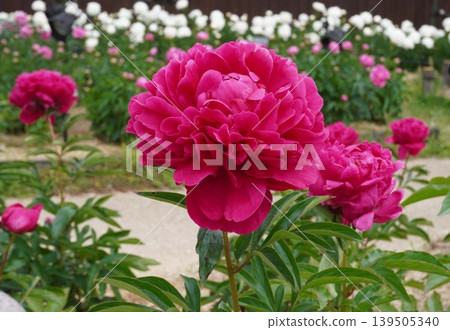 Peony flower "Kojima no Kagayaki" - May 2026 139505340