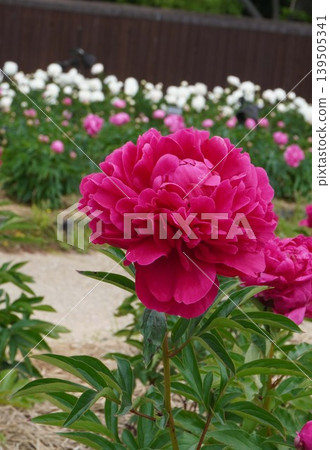 Peony flower "Kojima no Kagayaki" - May 2026 Peony flower "Kojima no Kagayaki" - May 2026 139505341