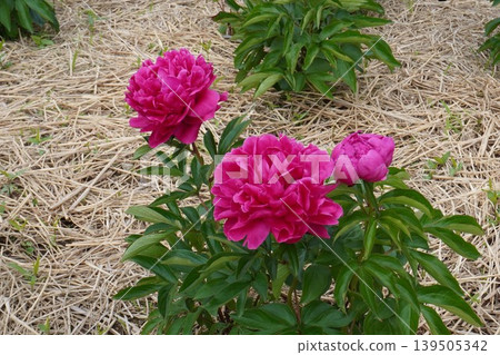 Peony flower "Kojima no Kagayaki" - May 2026 Peony flower "Kojima no Kagayaki" - May 2026 139505342