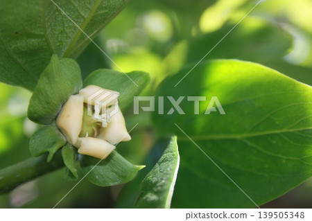 靜謐美麗的柿子花 139505348