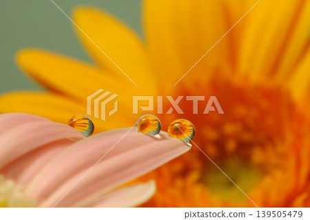 Flower drop Flower drop 139505479