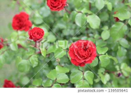 Red rose, rose flower, red color, early summer, May, rainy season image Red rose, rose flower, red color, early summer, May, rainy season image 139505641