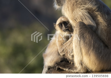Gray langur baby with mother close up Ranthambore Rajasthan India primate parenting and bonding behavior Gray langur baby with mother close up Ranthambore Rajasthan India primate parenting and bonding behavior 139505698