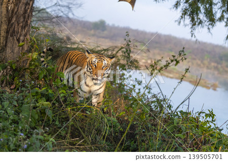 Female Bengal tiger approaching near Ramganga River in Jim Corbett National Park Uttarakhand India wildlife habitat scene Female Bengal tiger approaching near Ramganga River in Jim Corbett National Park Uttarakhand India wildlife habitat scene 139505701