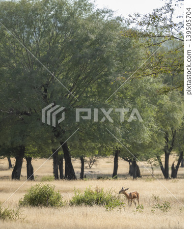 Chinkara gazelle feeding on shrub in dry grassland Ranthambore National Park Rajasthan India wildlife copy space vertical Chinkara gazelle feeding on shrub in dry grassland Ranthambore National Park Rajasthan India wildlife copy space vertical 139505704