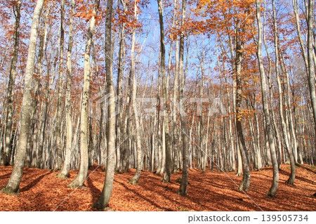 Autumn foliage in the beautiful beech forest Autumn foliage in the beautiful beech forest 139505734