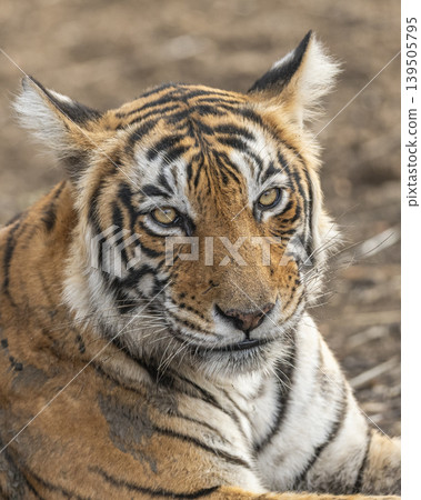 Female Bengal tiger close up with eye contact Ranthambore National Park Rajasthan India wildlife portrait Female Bengal tiger close up with eye contact Ranthambore National Park Rajasthan India wildlife portrait 139505795