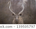 Male sambar deer portrait with large antlers Ranthambore National Park Rajasthan India alert wildlife close up 139505797