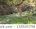 Female Bengal tiger standing at waterhole in forest habitat Ranthambore National Park Rajasthan India  wildlife scene 139505798