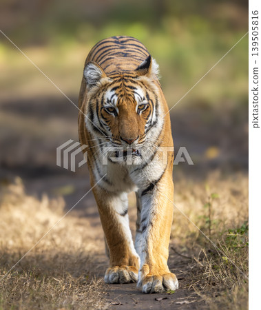 Female Bengal tiger walking head on toward camera in Jim Corbett National Park, India 139505816