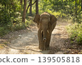 Young tusker Asian elephant walking head on in Jim Corbett National Park, India 139505818