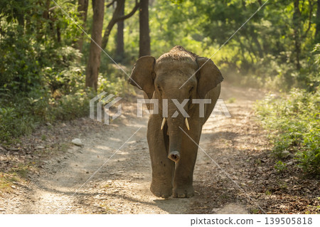 Young tusker Asian elephant walking head on in Jim Corbett National Park, India Young tusker Asian elephant walking head on in Jim Corbett National Park, India 139505818