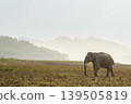 Super tusker Asian elephant walking in grassland at Dhikala Zone, Jim Corbett National Park, indiaSuper tusker Asian elephant walking in grassland at Dhikala Zone, Jim Corbett National Park, india 139505819