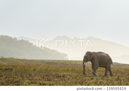 Super tusker Asian elephant walking in grassland at Dhikala Zone, Jim Corbett National Park, indiaSuper tusker Asian elephant walking in grassland at Dhikala Zone, Jim Corbett National Park, india 139505819