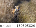 Young subadult Bengal tiger in Dhikala grassland, Jim Corbett National Park, India 139505820