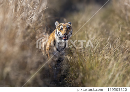 Young subadult Bengal tiger in Dhikala grassland, Jim Corbett National Park, India 139505820