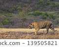 Bengal tiger walking in dry grassland at Ranthambore National Park 139505821